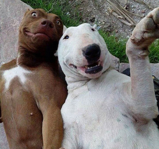 Illustration for article titled If nobody owns these cool animal selfies, we should give them the money